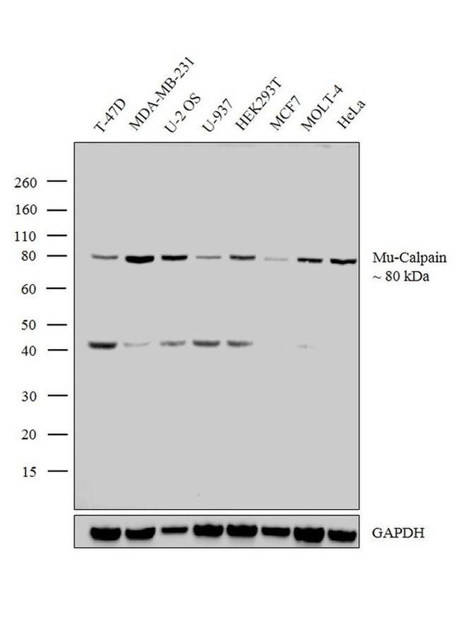 Mu-Calpain Antibody in Western Blot (WB)