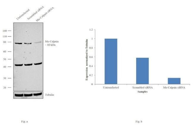 Mu-Calpain Antibody in Western Blot (WB)