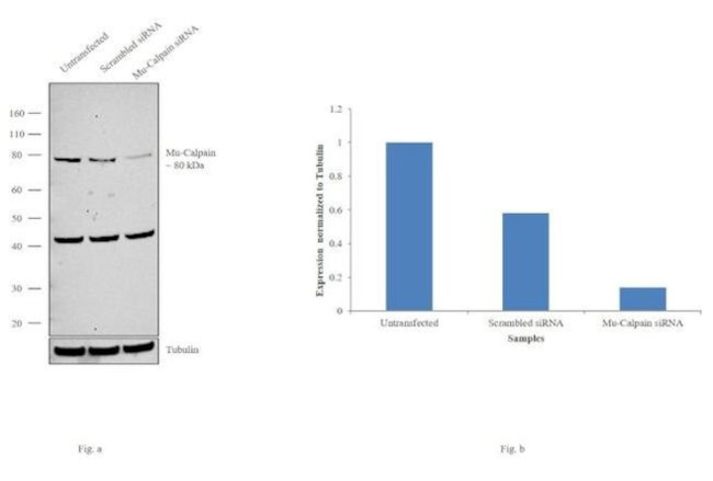 Mu-Calpain Antibody