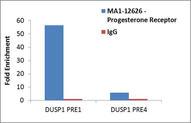 Progesterone Receptor Antibody in ChIP Assay (ChIP)