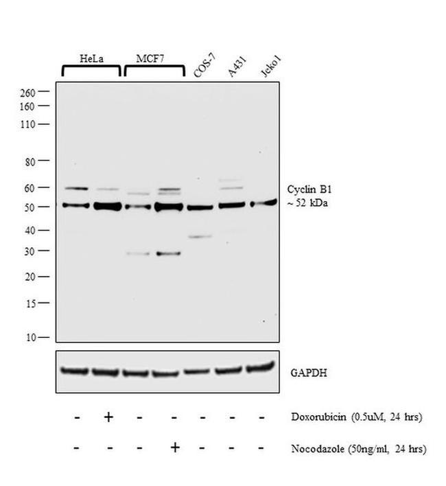 Cyclin B1 Antibody in Western Blot (WB)