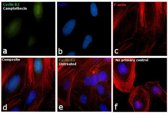 Cyclin B2 Antibody in Immunocytochemistry (ICC/IF)