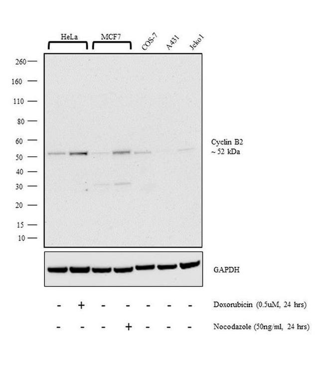 Cyclin B2 Antibody in Western Blot (WB)