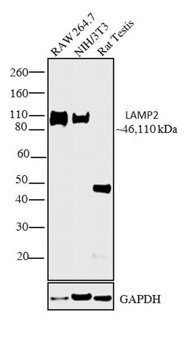 LAMP2 Antibody in Western Blot (WB)