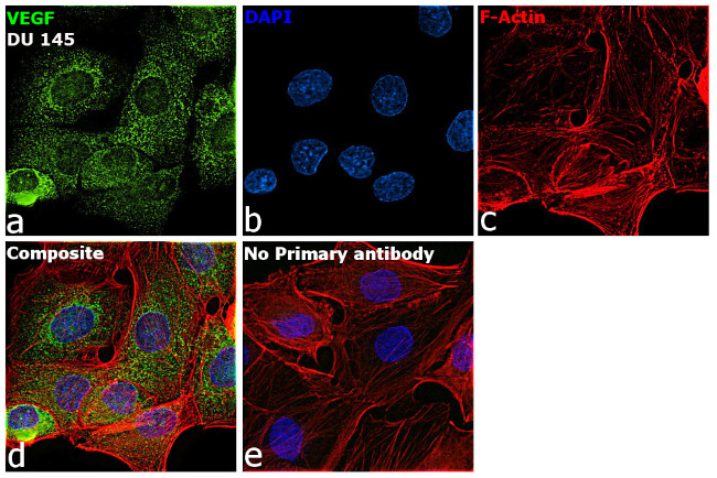 VEGF Monoclonal Antibody (VG1) (MA1-16629)