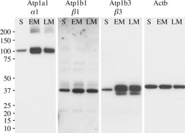 ATP1A1 Antibody in Western Blot (WB)