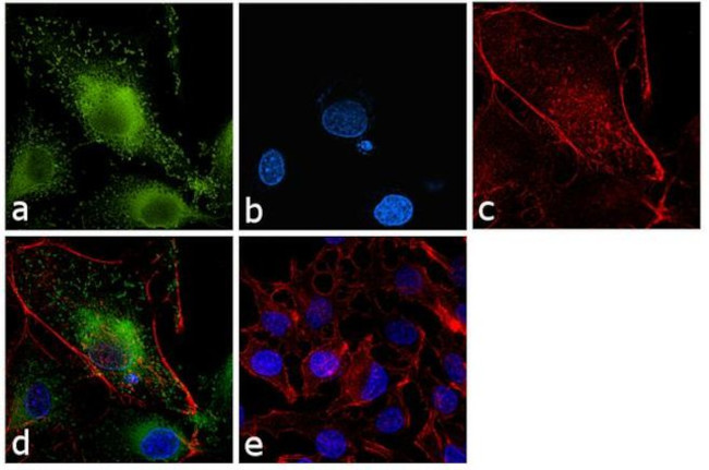 Apolipoprotein A5 Antibody in Immunocytochemistry (ICC/IF)