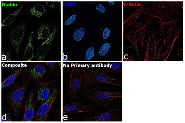 DIABLO Antibody in Immunocytochemistry (ICC/IF)