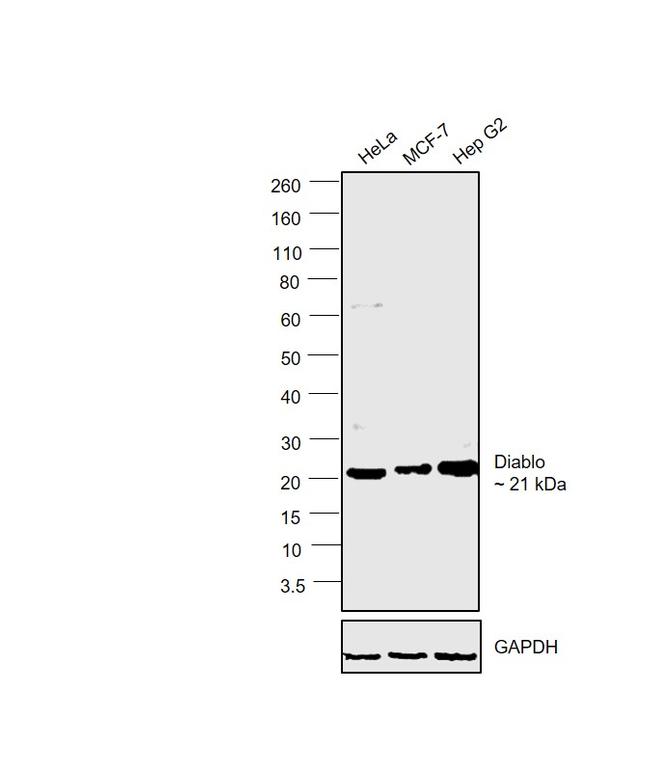 DIABLO Antibody in Western Blot (WB)