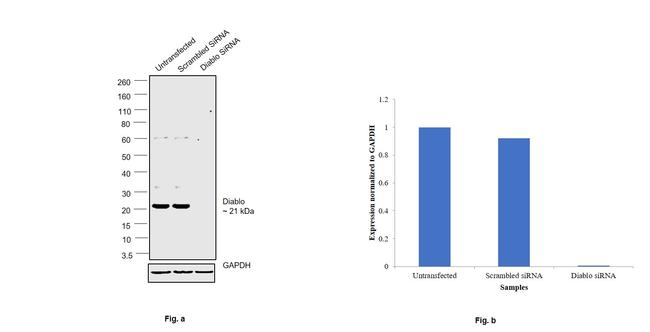 DIABLO Antibody in Western Blot (WB)