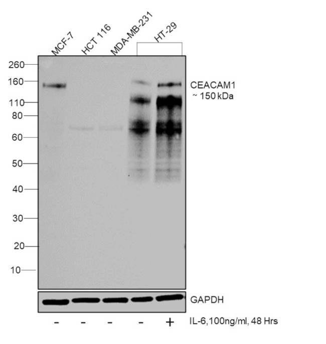 CD66 (CEACAM) Antibody