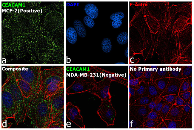 CD66 (CEACAM) Antibody in Immunocytochemistry (ICC/IF)