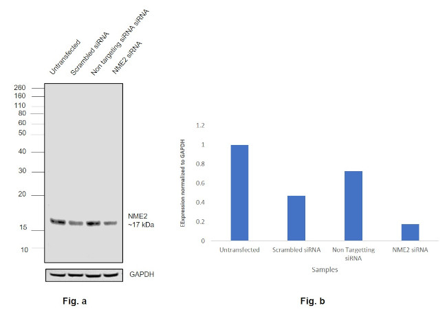 NME2 Antibody