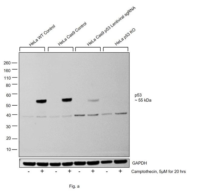 p53 Antibody in Western Blot (WB)