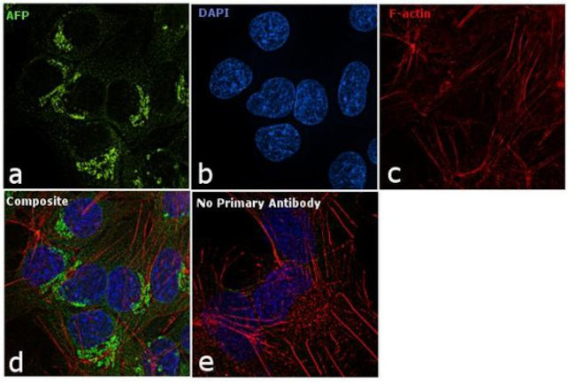 AFP Antibody in Immunocytochemistry (ICC/IF)