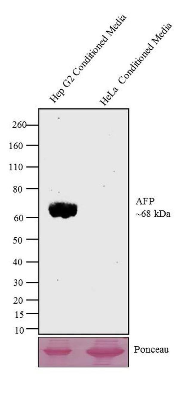 AFP Antibody in Western Blot (WB)