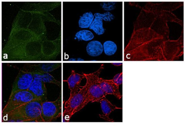 alpha Tubulin Antibody in Immunocytochemistry (ICC/IF)