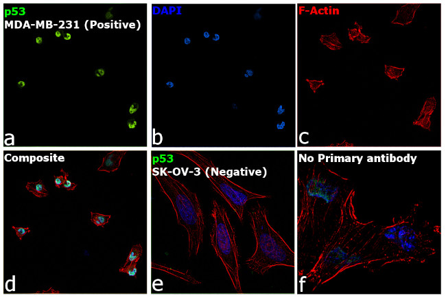 p53 Antibody