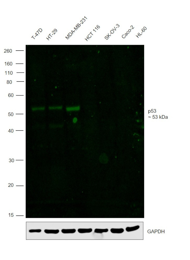 p53 Antibody