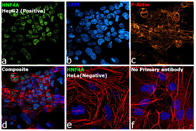 HNF4A Antibody