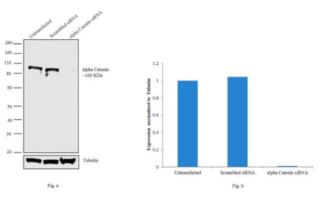 alpha Catenin Antibody