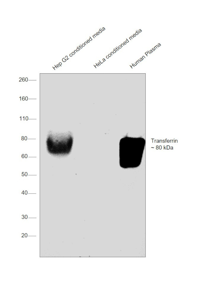 Transferrin Antibody