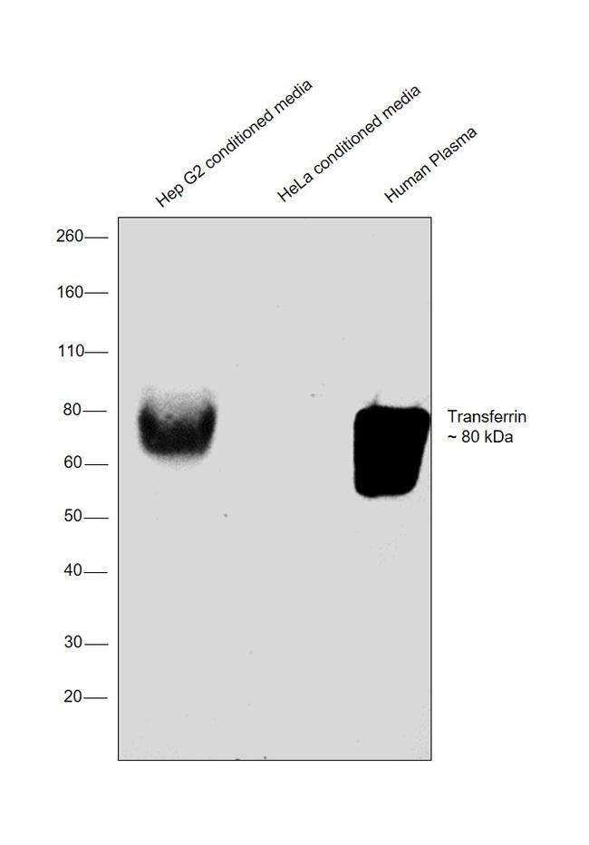 Transferrin Antibody in Western Blot (WB)