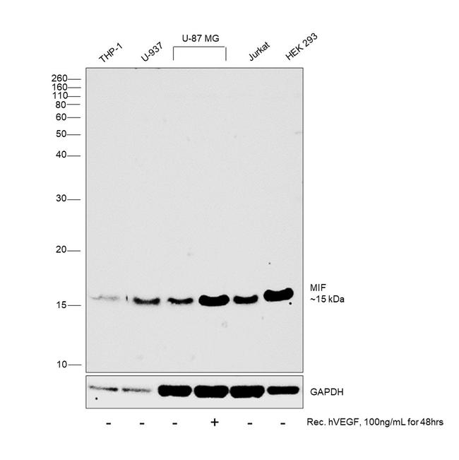 MIF Antibody in Western Blot (WB)