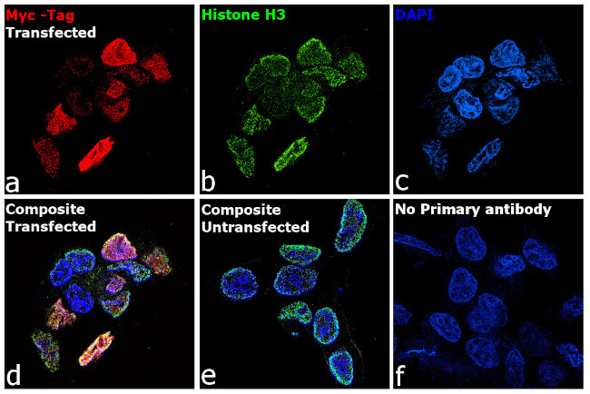 Myc Tag Antibody in Immunocytochemistry (ICC/IF)