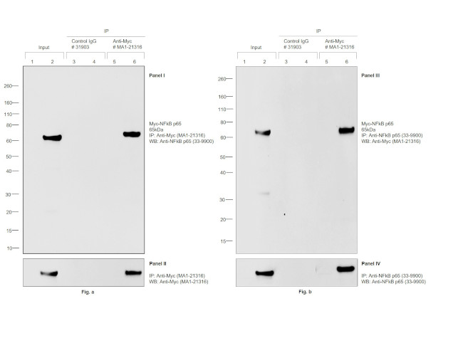 Myc Tag Antibody in Immunoprecipitation (IP)