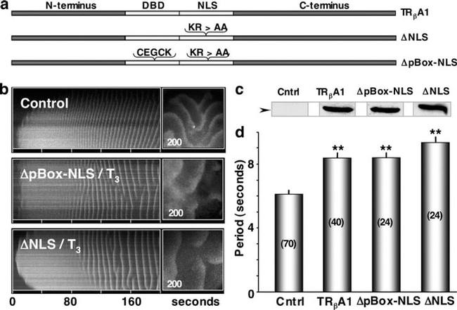 THRA/THRB Antibody in Western Blot (WB)