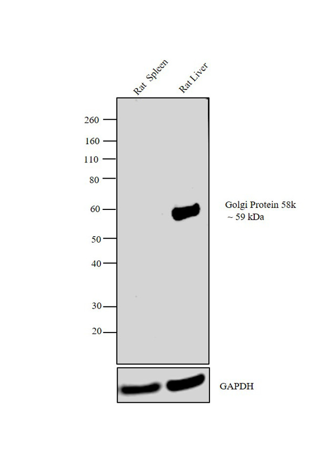 Golgi protein 58k Antibody