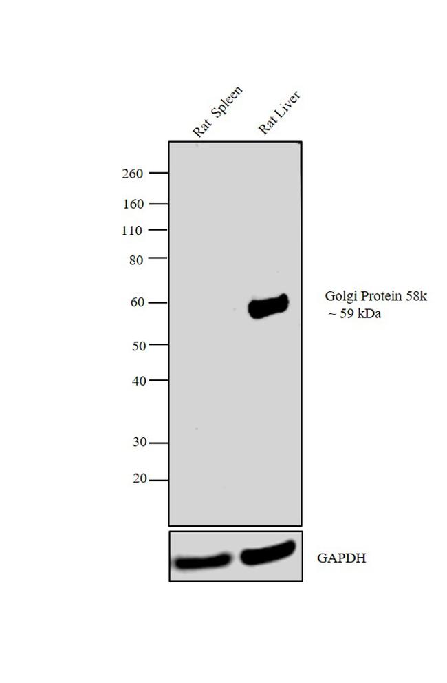 Golgi protein 58k Antibody in Western Blot (WB)