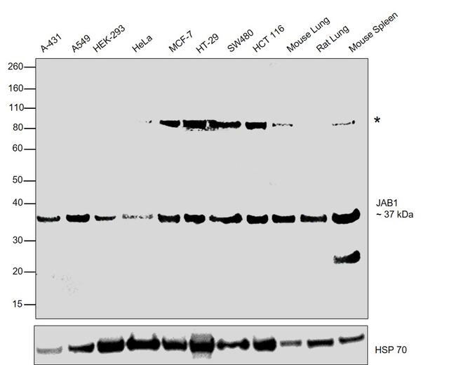 JAB1 Antibody in Western Blot (WB)