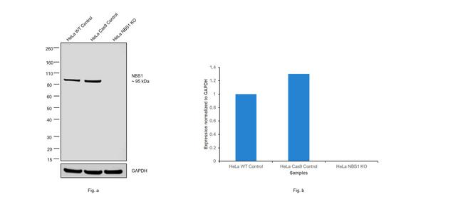 NBS1 Antibody in Western Blot (WB)