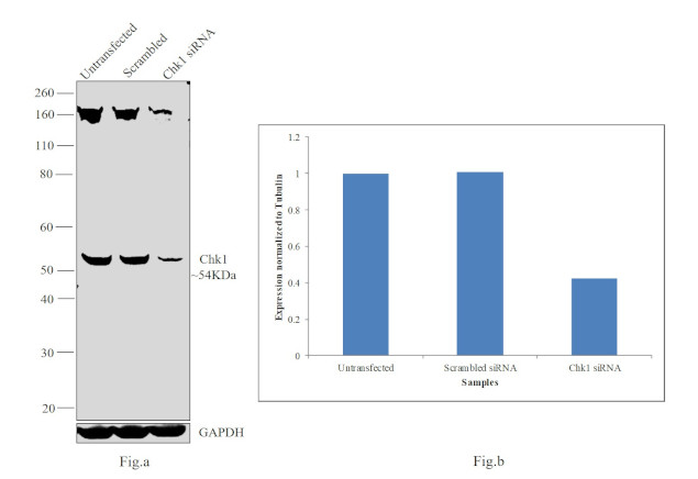 Chk1 Antibody