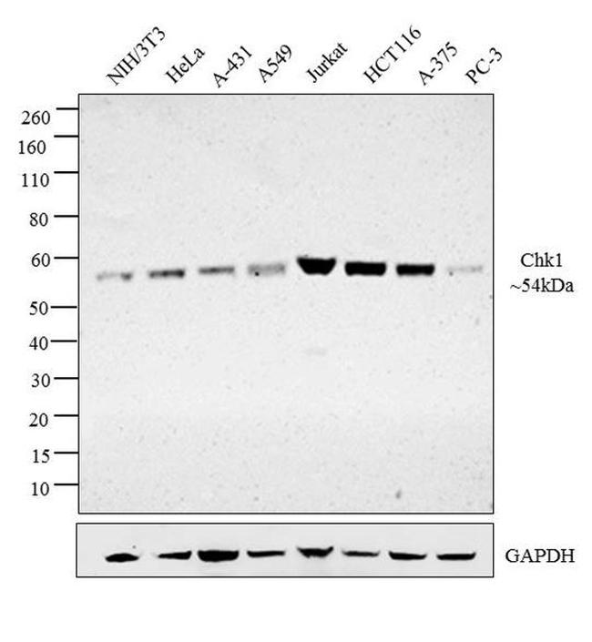 Chk1 Antibody in Western Blot (WB)