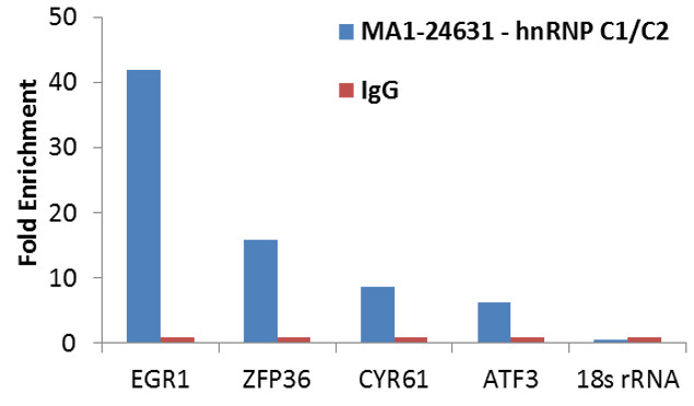 hnRNP C1/C2 Antibody