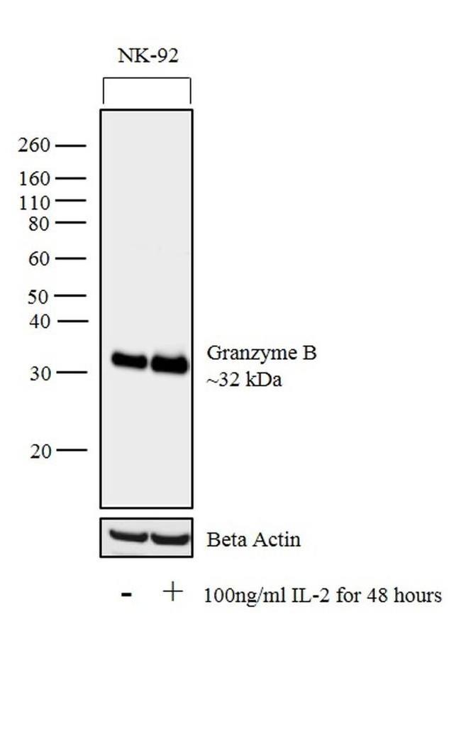 Granzyme B Antibody in Western Blot (WB)