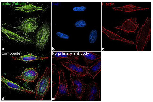 alpha Tubulin Antibody in Immunocytochemistry (ICC/IF)