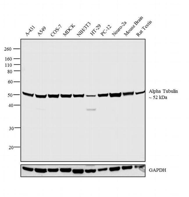 alpha Tubulin Antibody in Western Blot (WB)