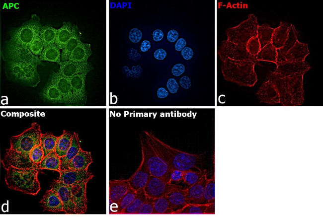 Protein APC Antibody in Immunocytochemistry (ICC/IF)