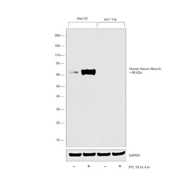 Human Serum Albumin Antibody