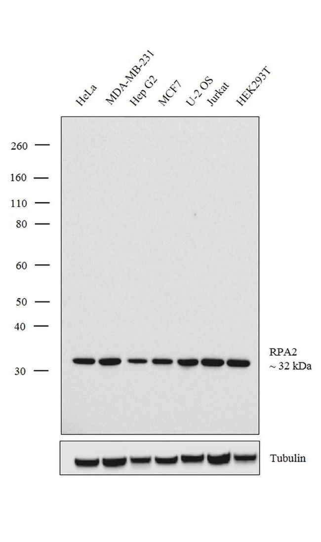 RPA2 Antibody in Western Blot (WB)