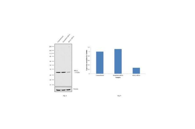 RPA2 Antibody