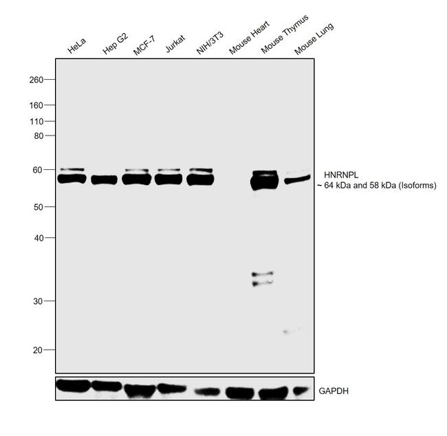 hnRNP L Antibody in Western Blot (WB)