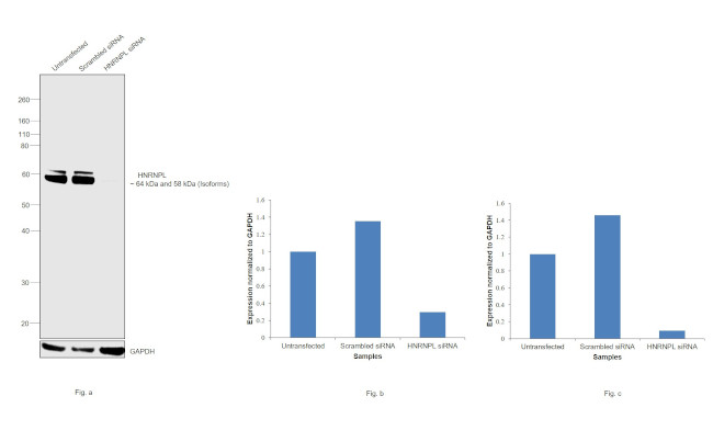 hnRNP L Antibody