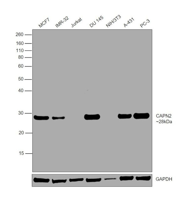 Calpain S1/S2 Antibody