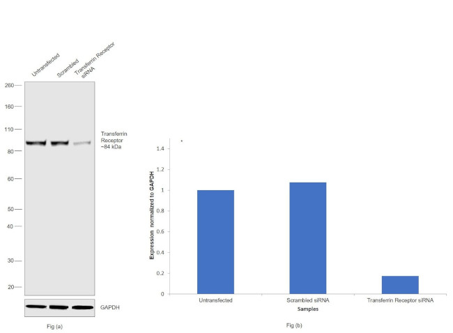 Transferrin Receptor Antibody