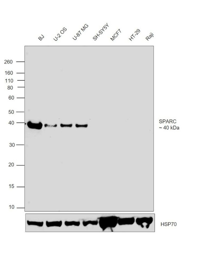 SPARC Antibody